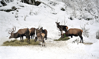 Mit Heu wird dem Rotwild im Nationalpark Kalkalpen über den Winter geholfen © Sieghartsleitner