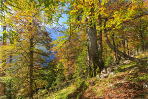 Herbstlicher Buchenurwald im UNESCO Weltnaturerbe im Nationalpark Kalkalpen ©  Roland Mayr - © Roland Mayr