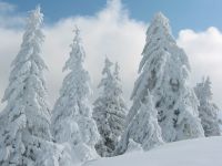 Fichten unter dicker Schneedecke © Nationalapark Kalkalpen
