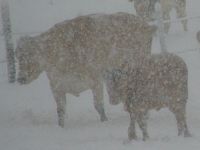 Almvieh im Schneetreiben © Nationalpark Kalkalpen / Archiv