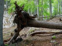 Umgestürzte Bäume bilden den Totholzanteil des Waldes © Nationalpark Kalkalpen / A. Stueckler