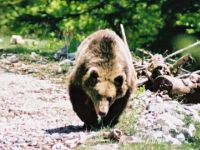 Das erste Braunbär-Foto © Nationalpark Kalkalpen / De Haan