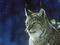 Eurasischer Luchs (Lynx lynx) © Nationalpark Kalkalpen / J. Limberger