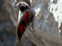 Mauerläufer © Nationalpark Kalkalpen / N. Puehringer