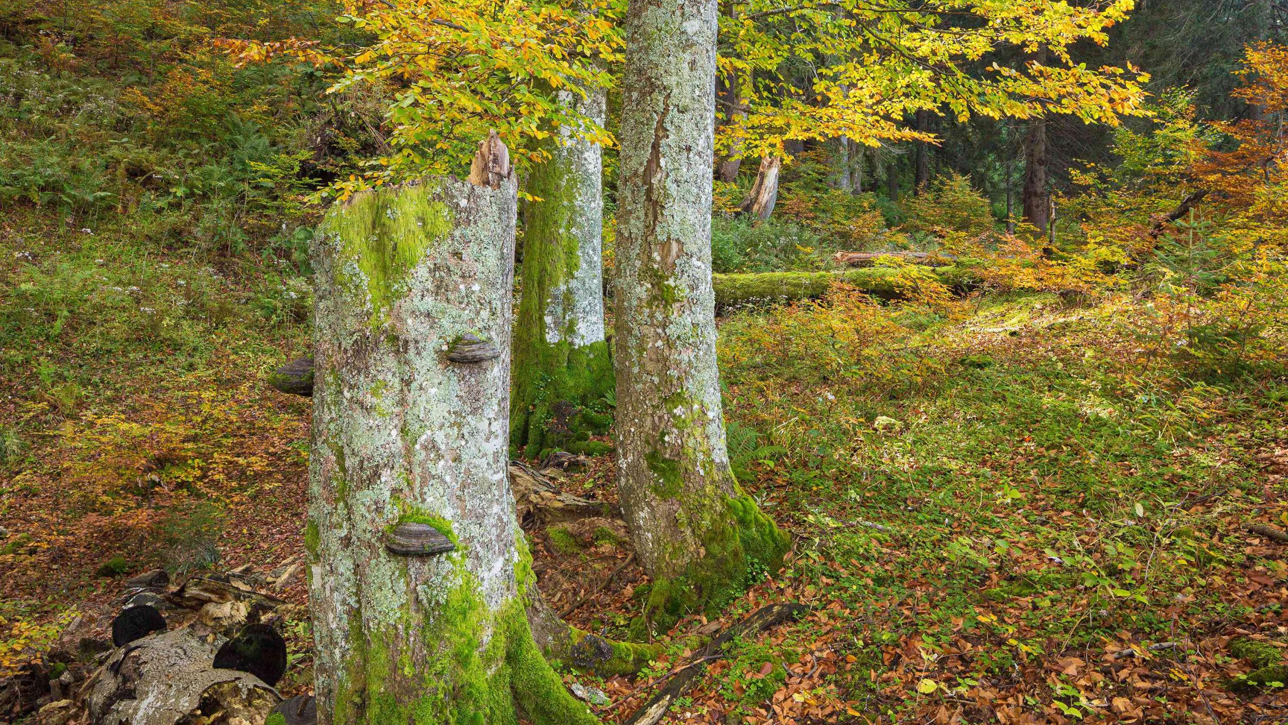 Herbstlicher Buchenwald mit gelb - grün - orange gefärbten Blättern, im Vordergrund stehendes Totholz mit Pilzen
