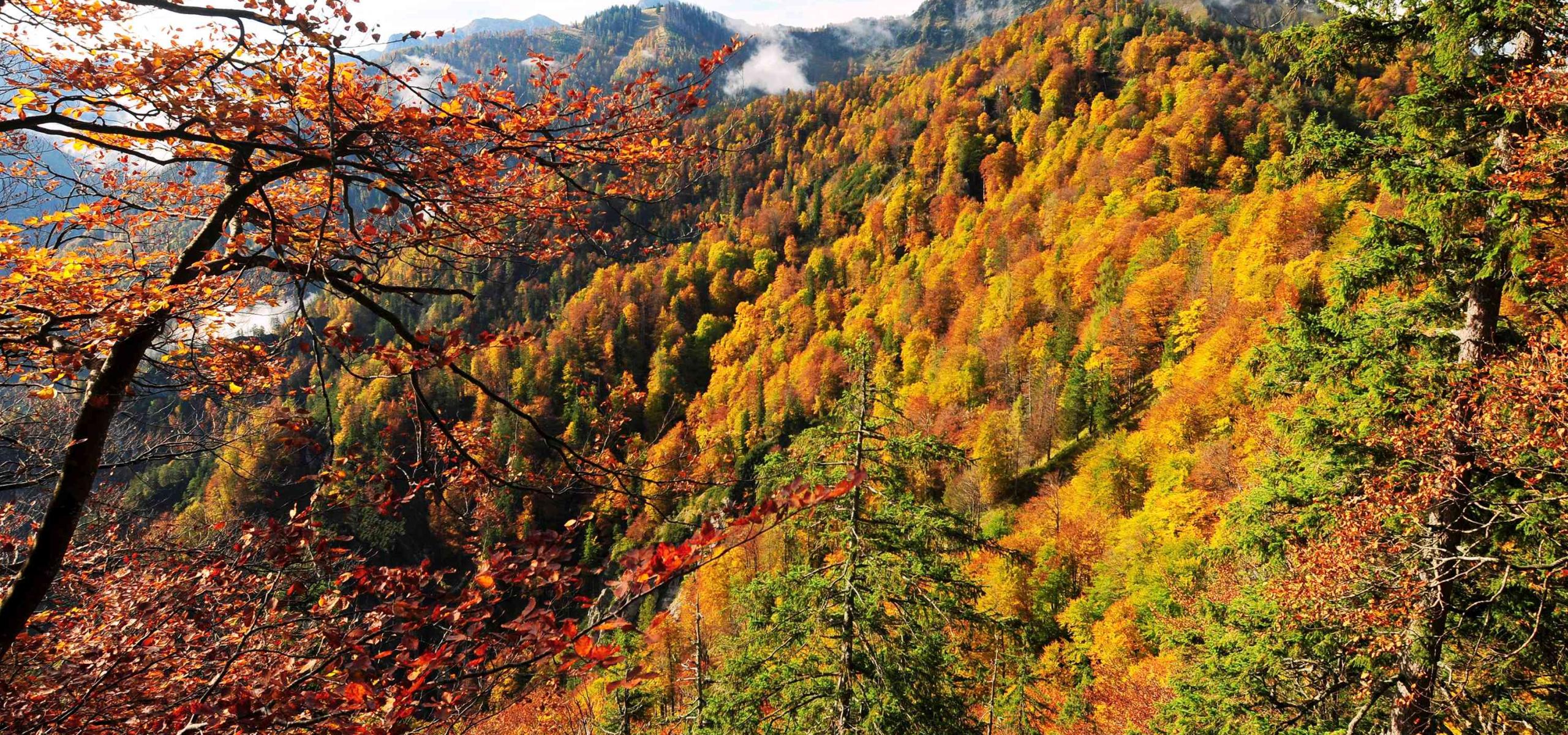 Herbstlich gefärbter Buchenwald