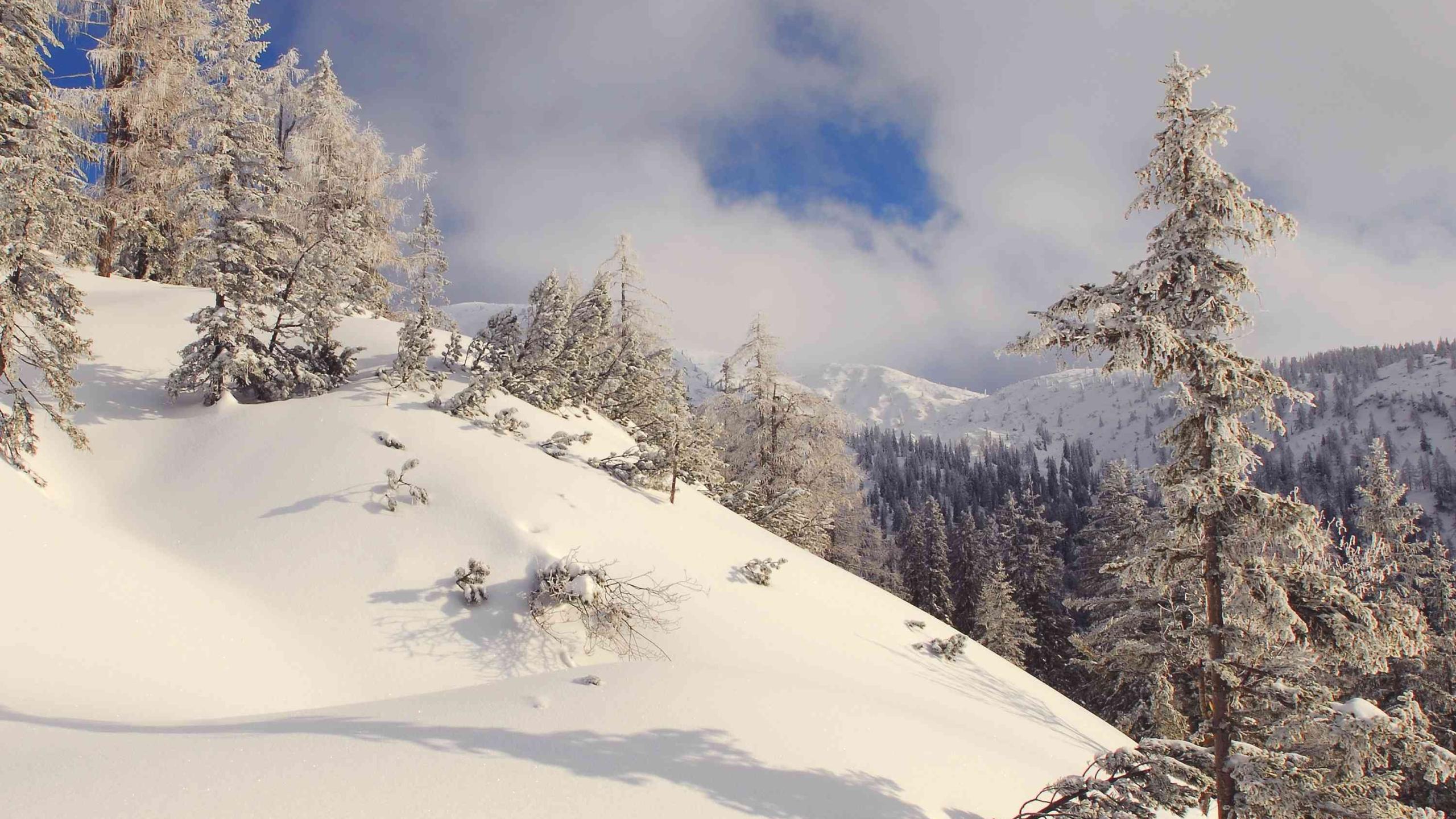 Latschen und Lärchen ragen im Sengengebirge aus einer dicken Schneedecke heraus