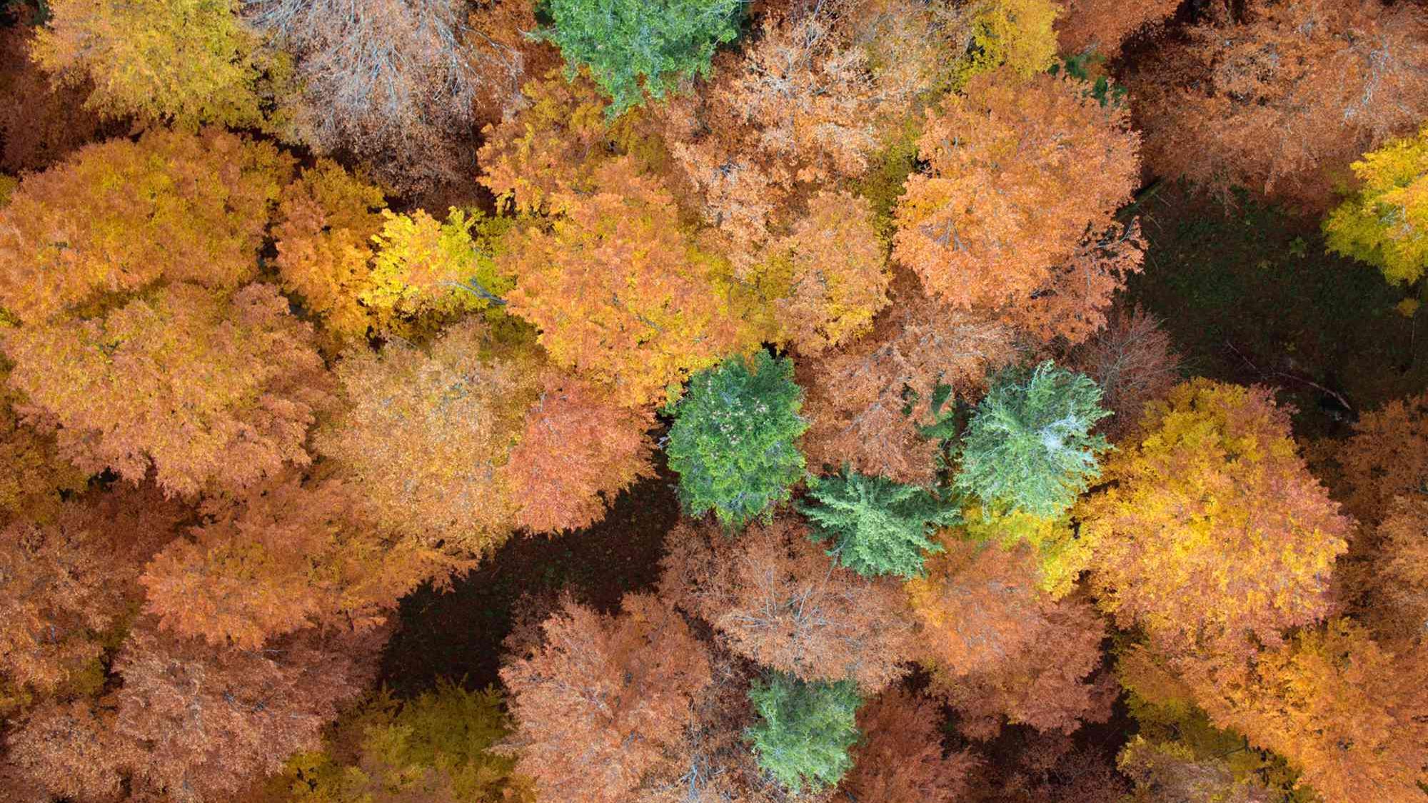 Luftaufnahme mit Blick ins Kronendach eines herbstlich gefärbten Buchenwaldes