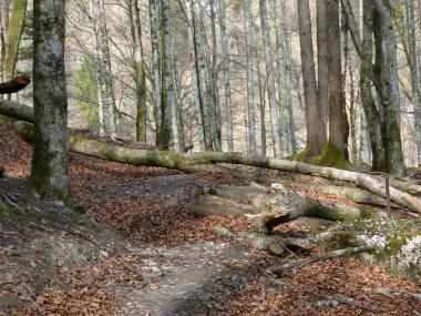 Umgestürzte Bäume liegen über einem Wanderweg im Wald