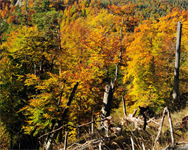 Herbst im Buchenwald © Nationalpark Kalkalpen_Sieghartsleitner
