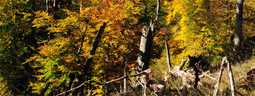 Herbst im Buchenwald © Nationalpark Kalkalpen_Sieghartsleitner