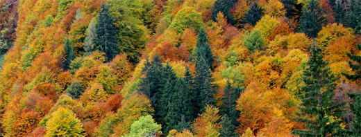 Herbstwald©Erich Mayrhofer.JPG