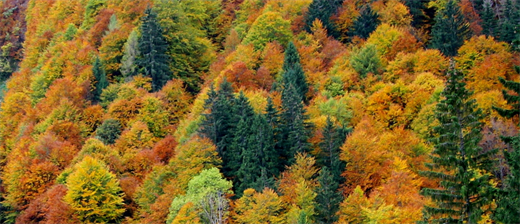Herbstwald©Erich Mayrhofer.JPG