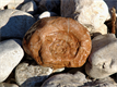 Fossil, versteinerter Ammonit
