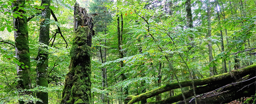Buchenurwald in der Hetzschlucht©Erich Mayrhofer - © Nationalpark Kalkalpen Erich Mayrhofer