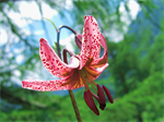 Türkenbund-Lilie © Nationalpark Kalkalpen Stückler