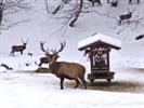 Hirsche bei der Winterfütterung © Mitterhuber