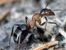 Alle bekannten Ameisenarten sind in Staaten organsiert. Typische Ameisenstaaten bestehen aus einigen hundert bis mehrere Millionen Individuen. © Ambach
