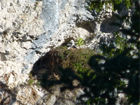 Steinadler Jungvogel © Nationalpark Kalkalpen_Fuxjäger