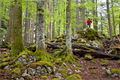 Frühling im Welterbe Buchenwald Nationalpark Kalkalpen