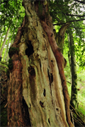 Eibe ältester Baum © Nationalpark Kalkalpen