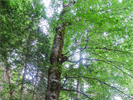 Älteste Buche Zentraleuropas steht im Nationalpark Kalkalpen © Fuxjäger