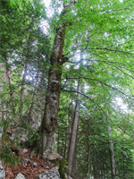 Älteste Buche Zentraleuropas steht im Nationalpark Kalkalpen © Fuxjäger