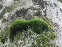 Grünes Gabelzahnmoos © Nationalpark Kalkalpen