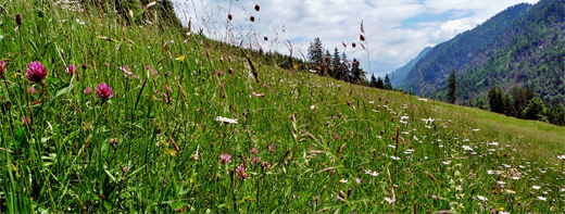 Blühende Bergwiese im Nationalpark Kalkalpen © Susanne_Aigner