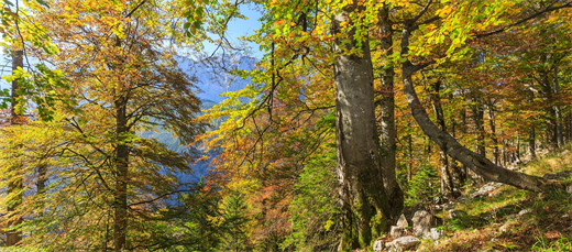 Herbstlicher Buchenurwald im Nationalpark Kalkalpen © Roland Mayr