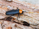 Rothalsiger Düsterkäfer - Urwaldreliktart im Nationalpark Kalkalpen nachgewiesen