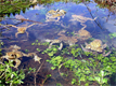 Erdkröten versammeln sich in Laichgewässer
