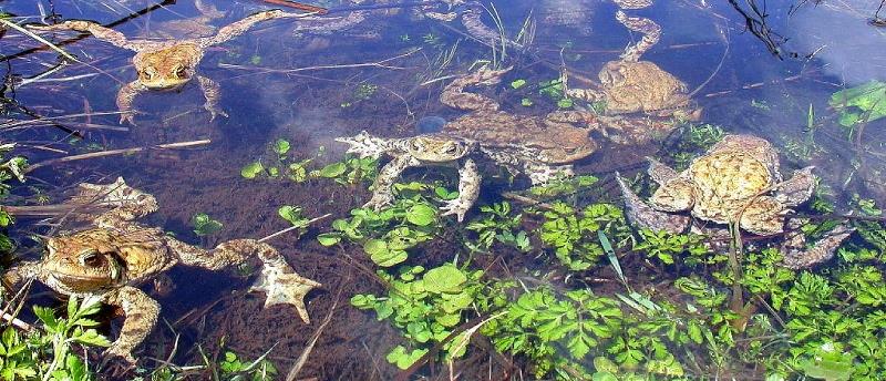 Erdkröten versammeln sich in Laichgewässer