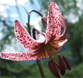 Türkenbund-Lilie © Nationalpark Kalkalpen Stückler.jpg