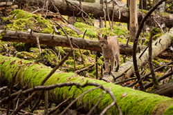Kalkalpen_Luchs_011 © Nationalpark Kalkalpen
