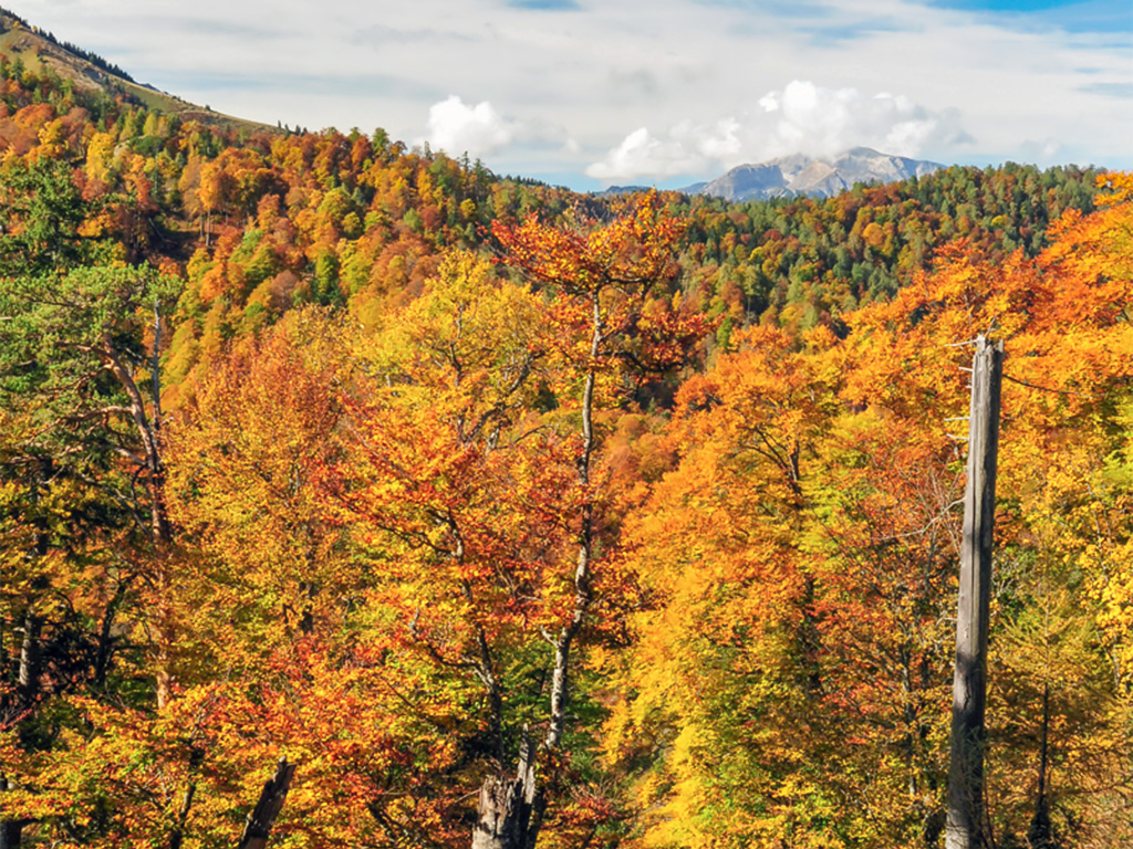 Herbstlich gefärbter Buchenwald im Nationalpark Kalkalpen 