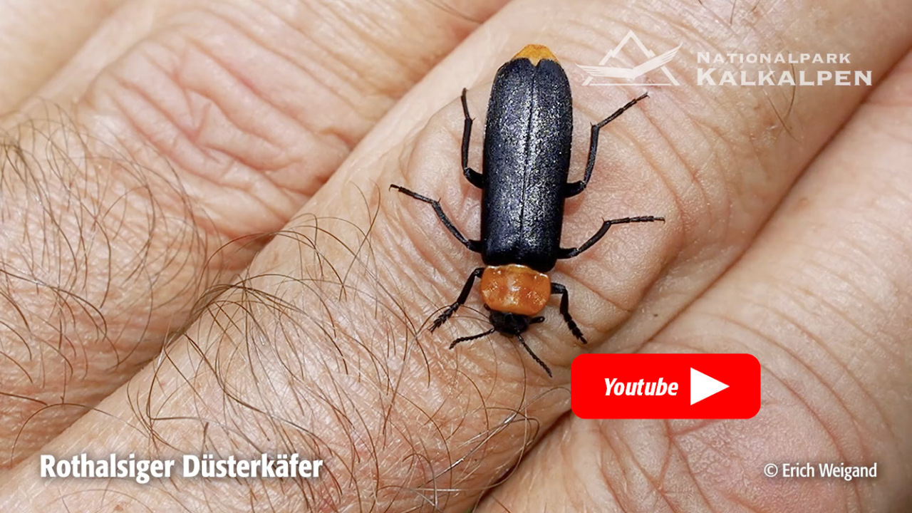 Erste Videoaufnahmen vom Rothalsigen Düsterkäfer